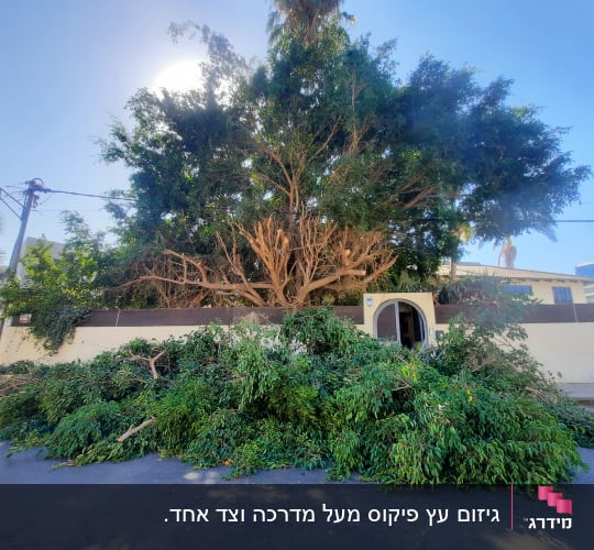 עץ גזום עם ענפים כרותים על הקרקע